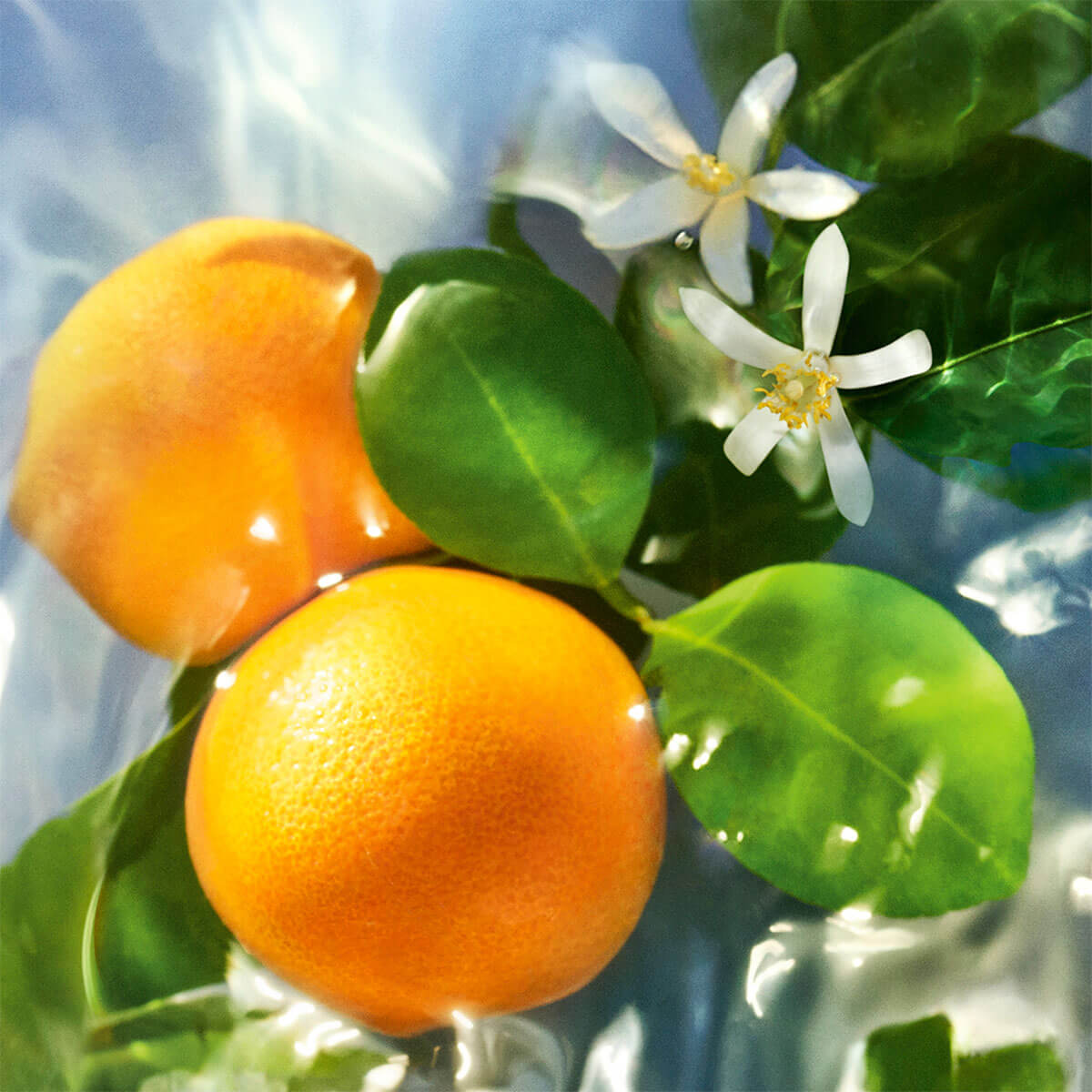 AQUA ALLEGORIA MANDARINE BASILIC